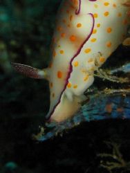 hmmmm.. who needs mcdonalds when you have hydroids? ANOTH... by Reeza Mohd Rosli 